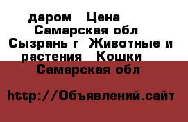 даром › Цена ­ 10 - Самарская обл., Сызрань г. Животные и растения » Кошки   . Самарская обл.